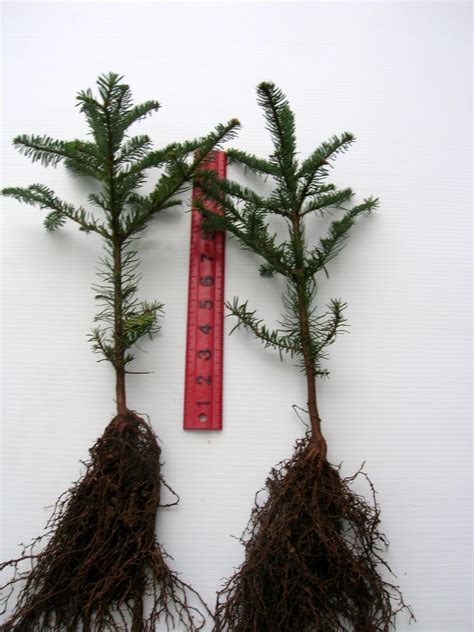 norway spruce bare root seedlings